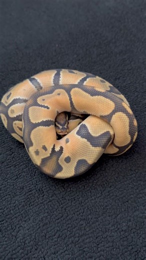 Bright orange ball python boy🔥🧡 #pets #cutepets #reptiles #snakes #nature #animallovers #python #1