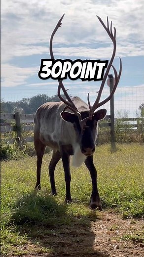 30 Point Buck (bull)