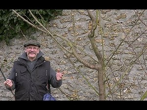 PEACH: RESTRUCTURING PRUNING AND TRAINING