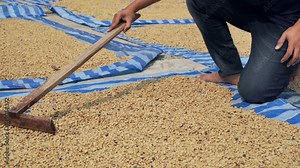 The process of drying and heating Arabica coffee beans with the natural method of solar energy, industrial concept.