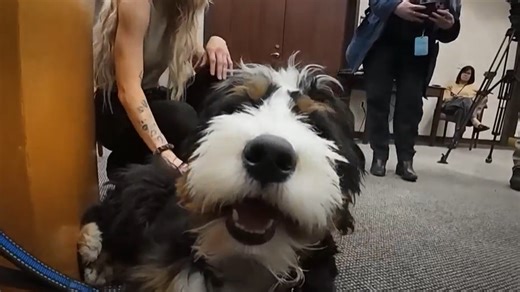 Therapy dog helping victims, jurors deal with trauma at Hamilton County Courthouse