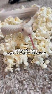 Attempting to Measure My Animals with Popcorn 🥲 #snake #reptiles #animals #pets #cuteanimals