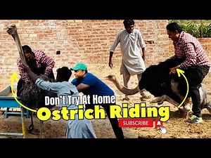Ostrich Riding | Shutar murgh running | Ostrich Riding Funny | Ostrich Riding Fails