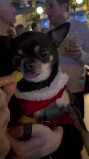 🥰🥰 Aww!!my sister recorded in forgein so cute comments dog lover🐕‍🦺🐾🐶🐕❤️😊