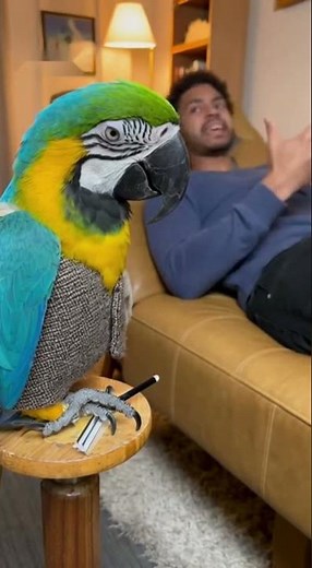 Funny 4K Parrot Memes - The Most Hilarious Bird Moments