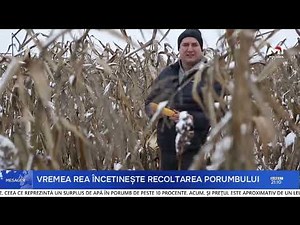 Unharvested corn in Drochia district: losses of up to 40% for farmers