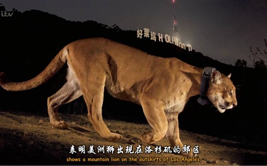 【纪录片】猫科动物的故事.第三集.超级猫咪.3E帝国字幕组-中英特效字幕组