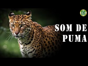 SOM DE PUMA – SONS DE ANIMAIS REAIS – os melhores efeitos sonoros