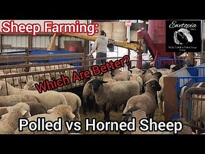 Sheep Farming: Polled vs Horned Sheep | Which Are Better? |April 2022