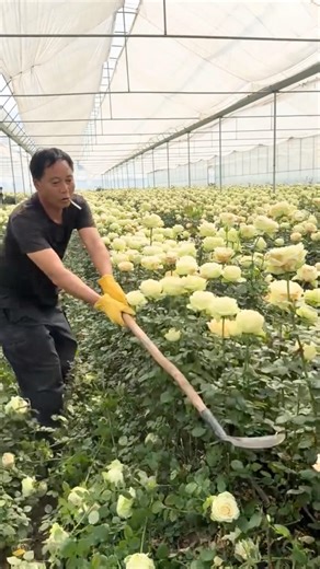 Rose Digging Technique for Transplanting #farmingtech