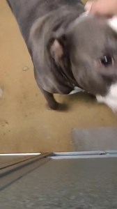 139K views · 10K reactions | Carlos breaks our hearts on a regular...