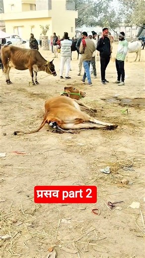 Gay ki prasaw (parturition) se judi jankari #calving #viralshort #dystocia