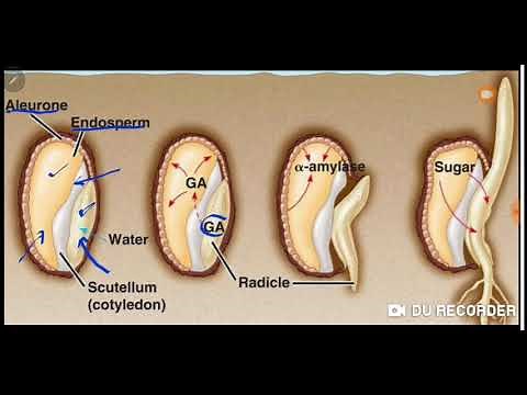 MEKANISME PROSES PERKECAMBAHAN