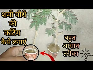 How to grow shami plant from cutting || शमी को कटिंग से कैसे लगाएं