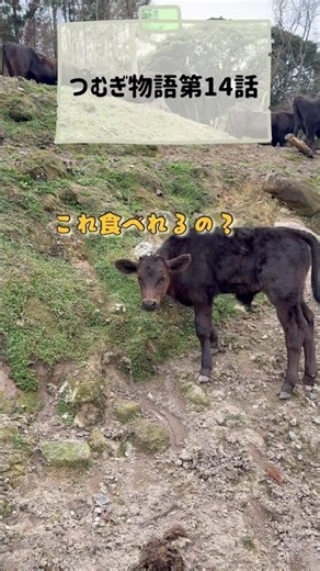 【必死】まだ短いのに…！生えたての草を一生懸命に食べようとするつむぎが健気すぎる🥺【つむぎ物語 第14話】