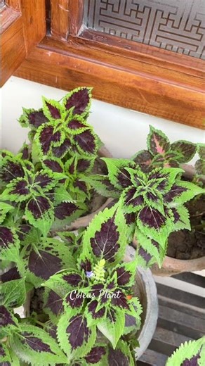 Coleus: The beautiful plant you must grow in your garden #coleusplant