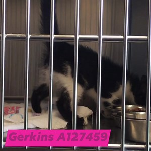 2.1K views · 110 reactions | ADOPTED Gerkins is an 8 week old ball of love! She craves human attention and wants to be held and snuggled at all times. If you’re looking for a kitten that loves people, you’ve found your match! . (A127459) Call (704) 216-7768 to make an appointment to meet Gerkins | Rowan County Animal Shelter | Facebook
