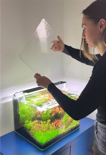 DIY Bio CO2 for Dutch Style Aquascape