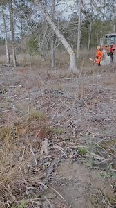 Tree cutting Failed | Robert Climber