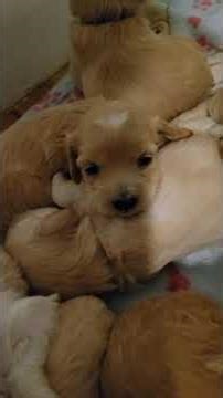 Cute Mini Cockapoo Puppies almost 3 weeks and starting to play 🐶 #cockapoopuppies #novascotia