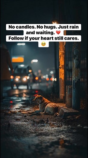 No candles. No hugs. Just rain and waiting. 💔 Follow if your heart still cares. 🥺 #PoorDog #RescueHope #SaveStraySouls | Furry Faces