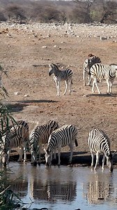Zebra Stampede Settles into a Dusty Dance at Etosha's Oasis The Etosha sun beats down relentlessly, turning the parched earth into a shimmering mirage. In the distance, a thunder of hooves announces the arrival of a zebra herd. Reaching the waterhole, the frenzy subsides. Heads lowered, the zebras quench their thirst, their striped forms reflected in the still water. But the harsh environment lingers. The relentless wind picks up the dust, sending it swirling across the parched earth in a hypnot