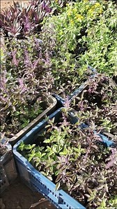 Best Purple Basil Plants For Garden Nursery