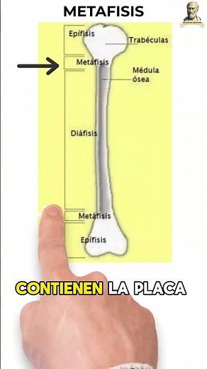 Anatomy of the Long Bones