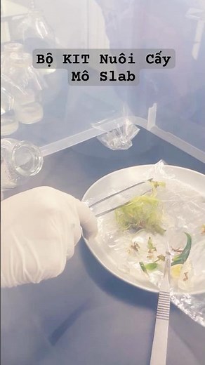 Sử dụng bộ KIT nuôi cấy mô slab cấy chuyền mô thực vật #hoccaymo #plants #sihovi #biology #caymo