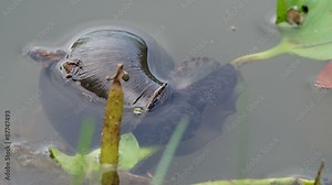 giant apple snail is moving to catch the water hyacinth leaf Stock Video