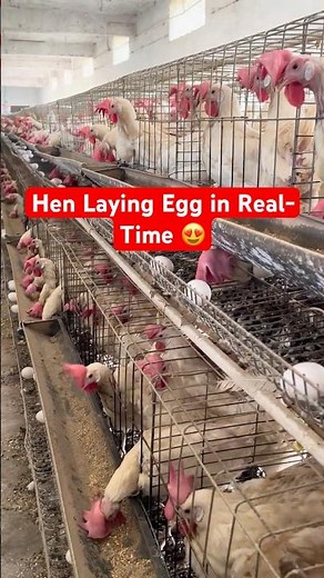 Real Life of Hens — The Natural Egg-Laying Process 🐣 #NatureMoments #VillageLife