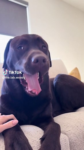 Chunky Chocolate Lab's Hilarious Reaction to New Treats