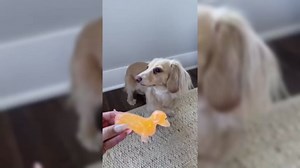 Dachshund Squishy Stress Toy Weiner Dog Dumpling Butter Squishies Mystery Glitter Slow Rising Toys Blue Sparkly Sausage Dogs Gel Relief Ball Cute Soft Sparkling Weenie Sensory(2PCS-A)