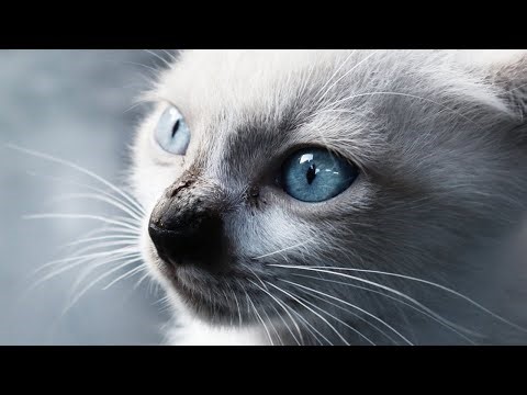 5 Pros and Cons of Having a Balinese Cat 🐱✨