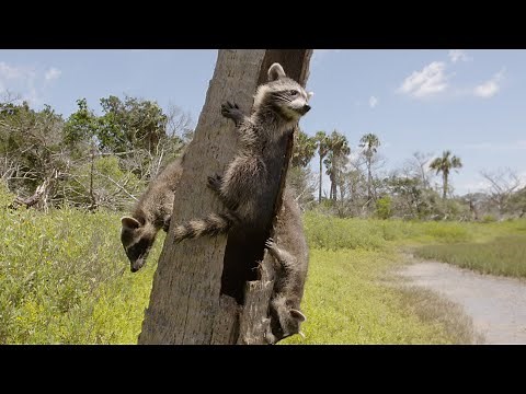 The Raccoon, King of Survival | ANIMAL DOCUMENTARY | We Are Documentaries