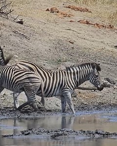 614K views · 4.8K reactions | Watch this Zebra herd at a waterhole in Kruger National Park, South Africa #nature #safari #animals #wildlife #amazing | Wildest Kruger Sightings | Facebook