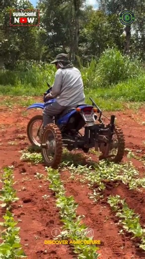 In a remarkable display of ingenuity and resourcefulness, a local farmer has transformed an ordinary bike into a functional agricultural plowing machine. This innovative modification showcases how creativity can meet the demands of modern farming, allowing for more efficient land preparation at a fraction of the cost of traditional equipment. By repurposing readily available materials, this farmer not only enhances productivity but also promotes sustainability through smart use of resources. Suc