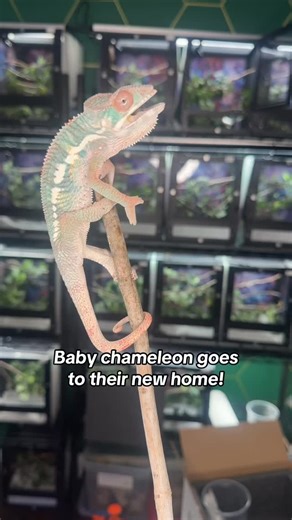 Neptune the Chameleon on Instagram: "Behind-the-scenes look into a baby chameleon going to their new home! #babychameleon #chameleonsofinstagram #pantherchameleon #chameleons #reptiles"