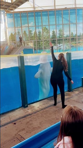 Beluga Whales at SeaWorld San Antonio 🐋 | Magical Ocean Discovery