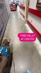 I don’t usually need directions from Mum on how to get somewhere. When she tells me to find someone, I find the easiest route. in this video, I am finding Kelly and though I only see her a few times a year, I know who she is and we came with her. So her scent is very familiar to me at this moment. Plus she is with Opie! . Opie is a nine month old King Charles Cavalier. He is an alert dog, in training. On this outing we were working on walking correctly behind a cart and acting with manners in a 