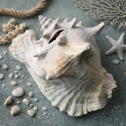 Large White Spiky Conch Shell | 8" X 5" Natural Ocean Decor | Vintage Nautical Beach House Display Piece - Etsy