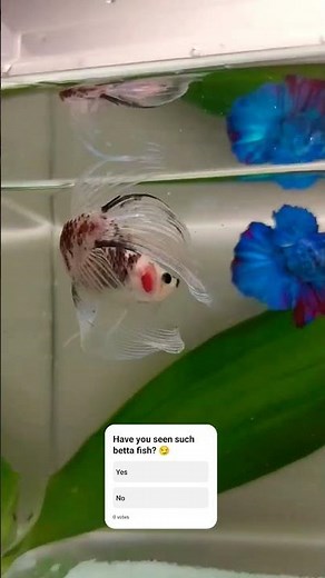 New Transparent Betta Fish. Veil Tail Cellophane Betta