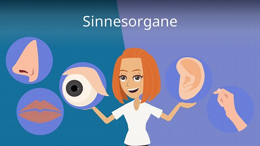 Sinnesorgane — häufigste Fragen