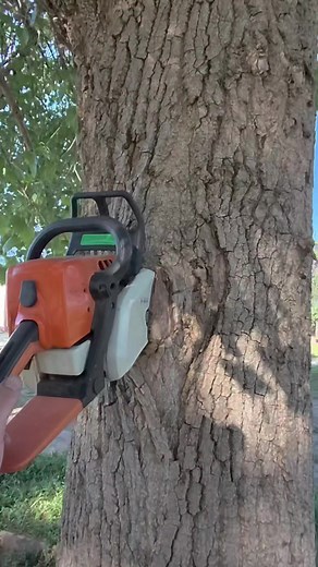 Chainsaw Stuck in Tree: Starting a Stihl on a Crisp Morning