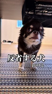 またおしっこ失敗。無言で片付けて振り返ったらこの顔してた。 #チワワ #犬 #泣く犬 #かわいい犬 #犬の気持ち