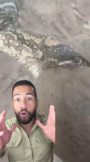 A snake and an armadillo: who came out on top? 👀 #shorts