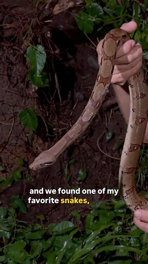 Boa Constrictor Mid-Shed: Night Hike Surprise in the Rainforest