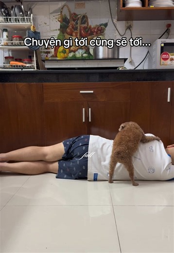 Ai Khóc Nỗi Đau Này: Chuyện Chó Poodle