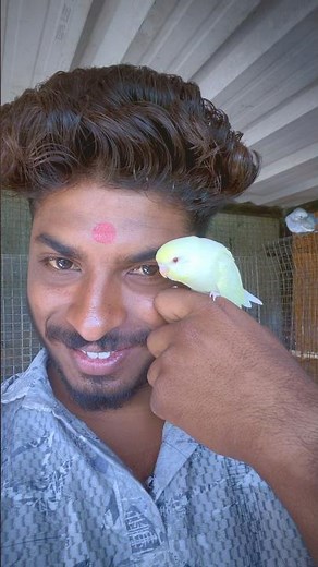 Lutino exhibition Budgies || Budgies Red Eye 😍 || Australian Parrot || Love birds