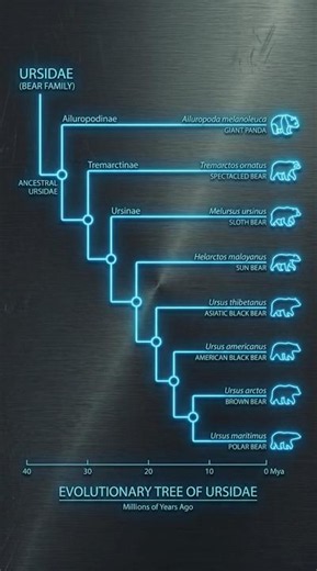 All 8 Bear🐻Species under this family tree! #bear #shorts